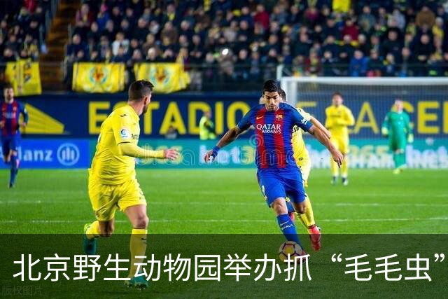 北京野生动物园举办抓“毛毛虫”大赛，抓大约4000条仅获第二名？园方：系全民护林公益行动